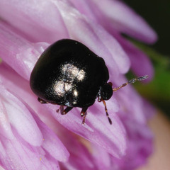 Coptosoma scutellatum