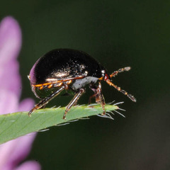 Coptosoma scutellatum