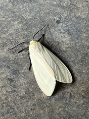 Pareuchaetes insulata