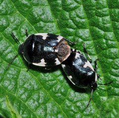Tritomegas sexmaculatus