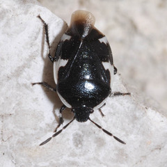 Tritomegas sexmaculatus