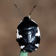 Tritomegas sexmaculatus