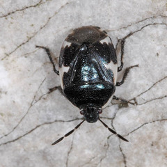 Tritomegas sexmaculatus