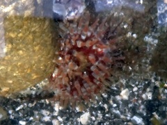 Urticina felina