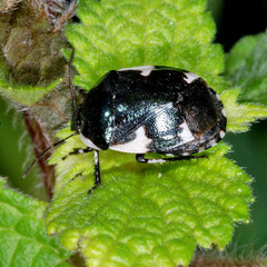 Tritomegas sexmaculatus