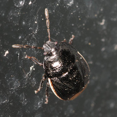 Legnotus limbosus