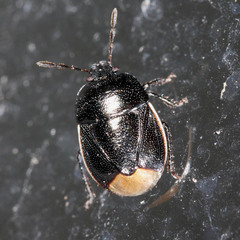 Legnotus limbosus