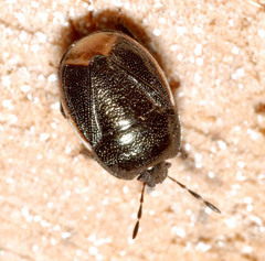 Legnotus limbosus