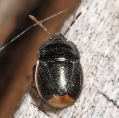 Legnotus limbosus