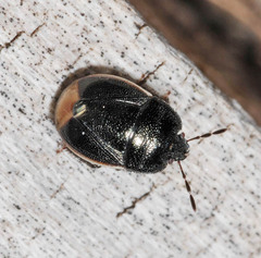 Legnotus limbosus