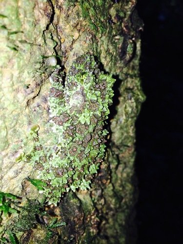 Moss Bug-eyed Frog, Theloderma corticale