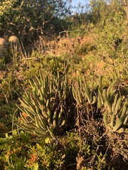 Dudleya attenuata