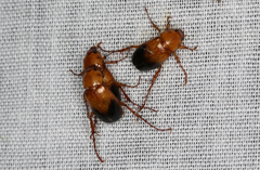 Phyllotocus macleayi