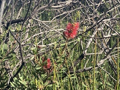 Melaleuca pachyphylla