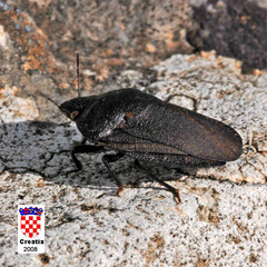 Eurygaster austriaca