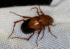 Phyllotocus macleayi