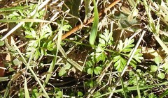 Torilis nodosa