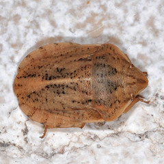 Eurygaster austriaca