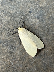 Pareuchaetes insulata