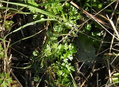 Anthriscus caucalis