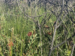 Melaleuca pachyphylla