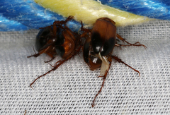 Phyllotocus macleayi