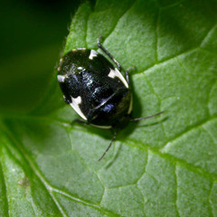 Tritomegas sexmaculatus