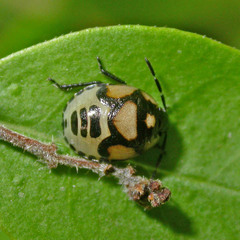 Tritomegas bicolor