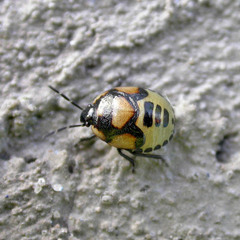 Tritomegas bicolor