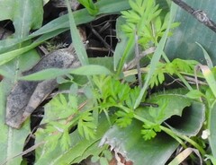 Torilis nodosa