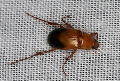 Phyllotocus macleayi