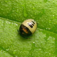 Tritomegas bicolor