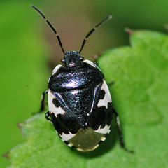 Tritomegas bicolor