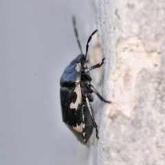 Tritomegas bicolor