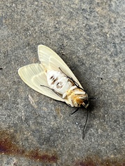 Pareuchaetes insulata