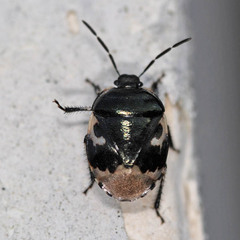Tritomegas bicolor