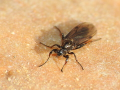 Bibioninae