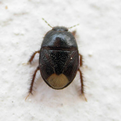 Microporus nigrita