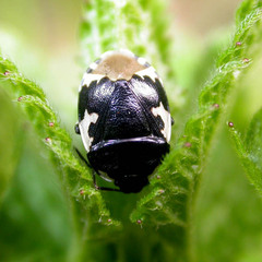 Tritomegas bicolor