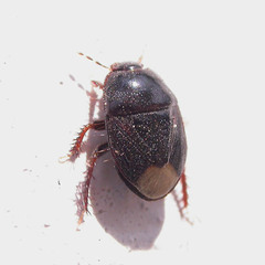 Microporus nigrita