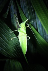 Copiphora rhinoceros