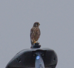 Falco tinnunculus canariensis