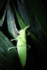 Copiphora rhinoceros
