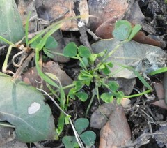 Trifolium suffocatum