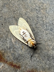 Pareuchaetes insulata