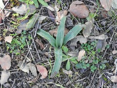Orchis mascula