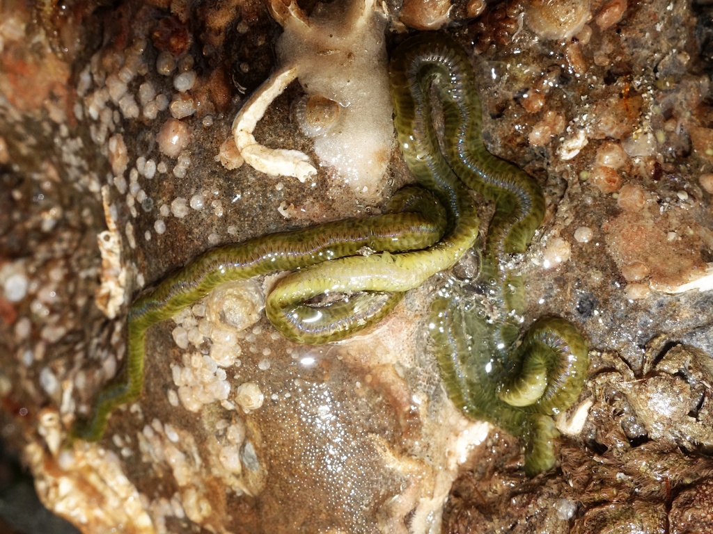 Phyllodoce groenlandica