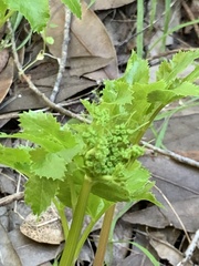 Tauschia hartwegii