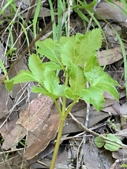 Tauschia hartwegii