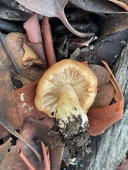 Tricholoma fracticum